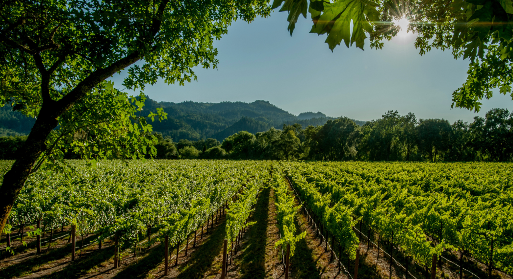 Vino e caldo: come conservarlo (bene) d’estate ☀️🍷